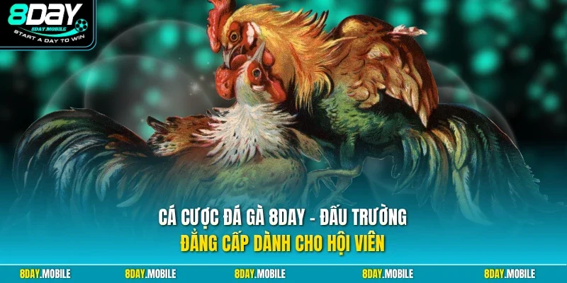 Cá cược đá gà 8Day