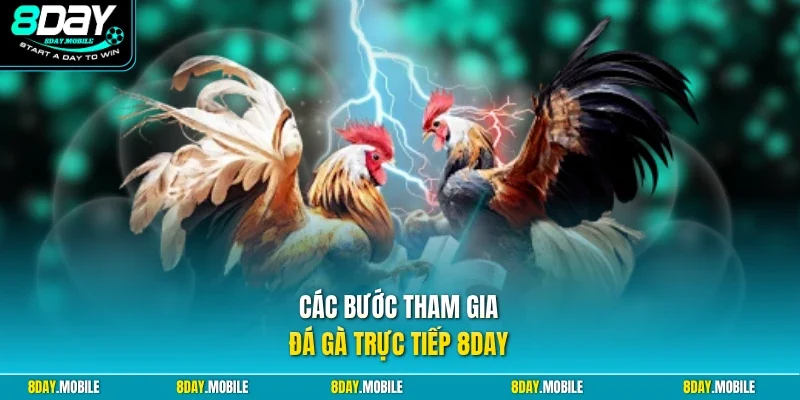 Các bước tham gia đá gà trực tiếp 8Day