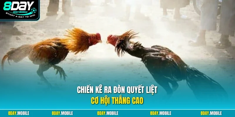 Chiến kê ra đòn quyết liệt cơ hội thắng cao