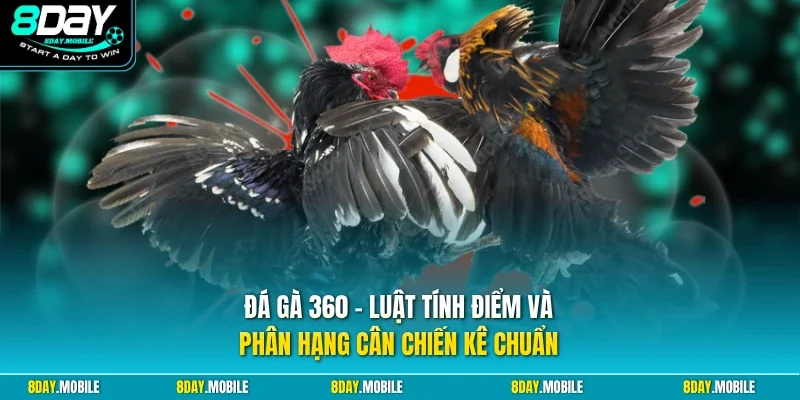 Đá gà 360