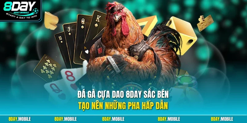 Đá gà cựa dao 8Day sắc bén tạo nên những pha hấp dẫn