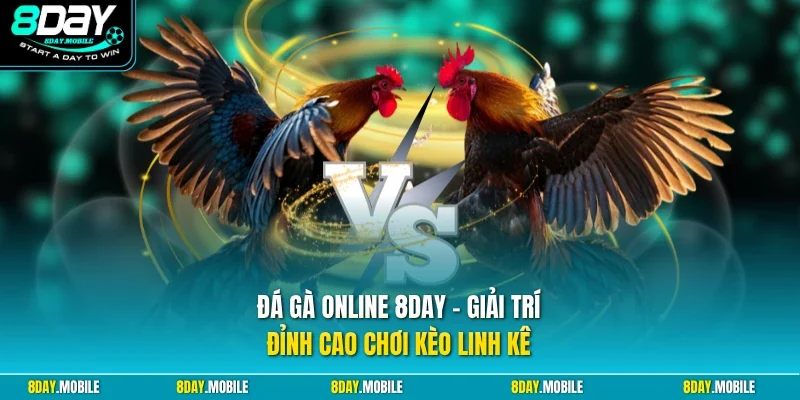 Đá gà online 8Day
