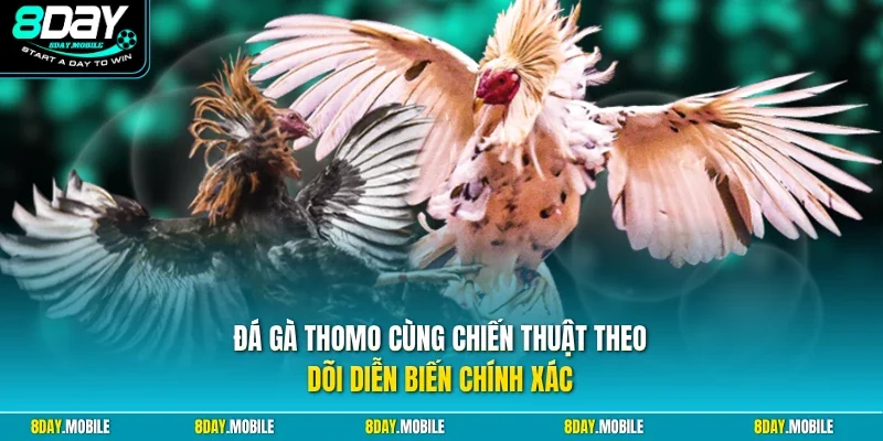Đá gà Thomo