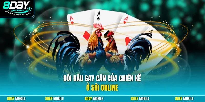 Đối đầu gay cấn của chiến kê ở sới online