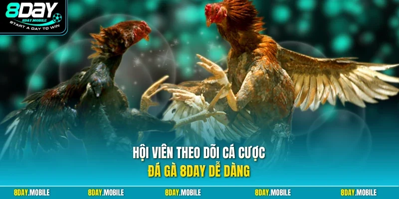 Hội viên theo dõi cá cược đá gà 8Day dễ dàng
